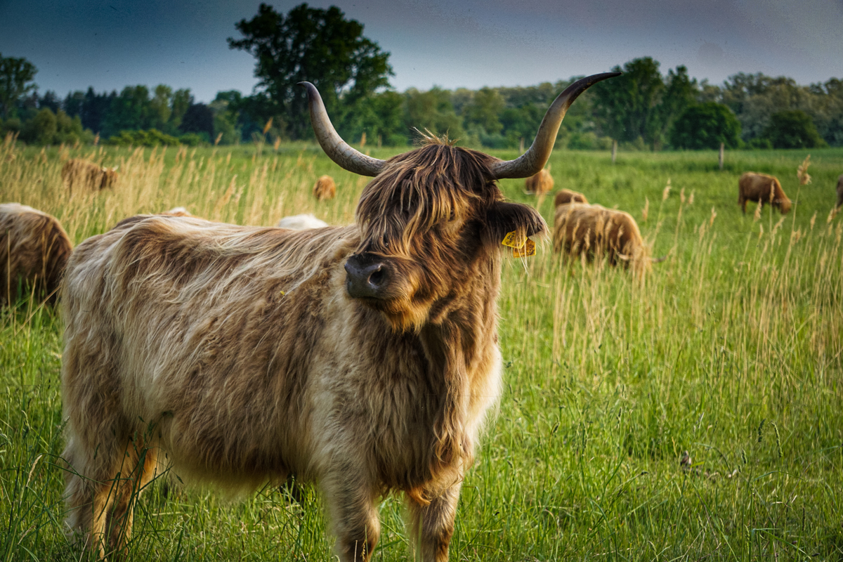 Highland Cattle