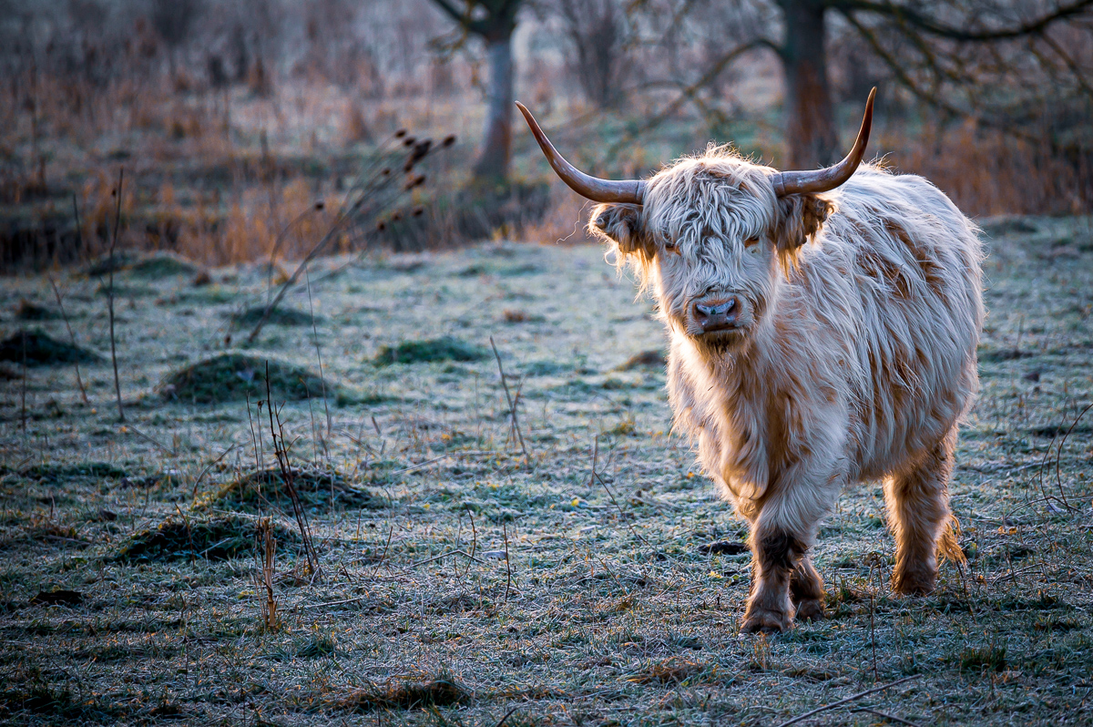 Highland Cattle