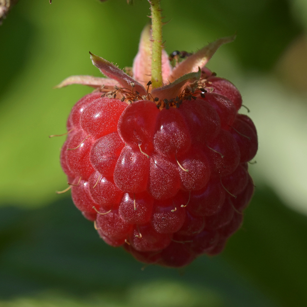 Himbeere 2