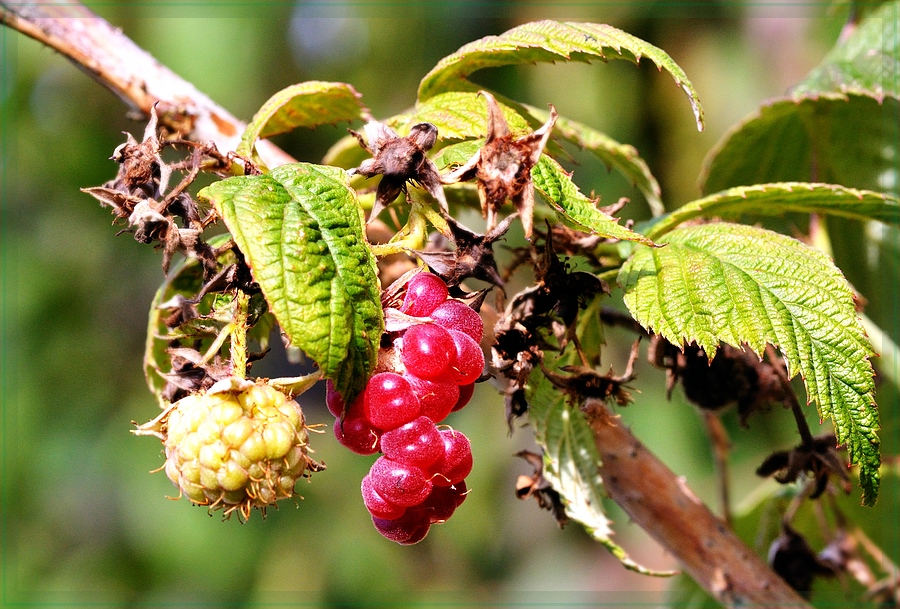 Himbeere web