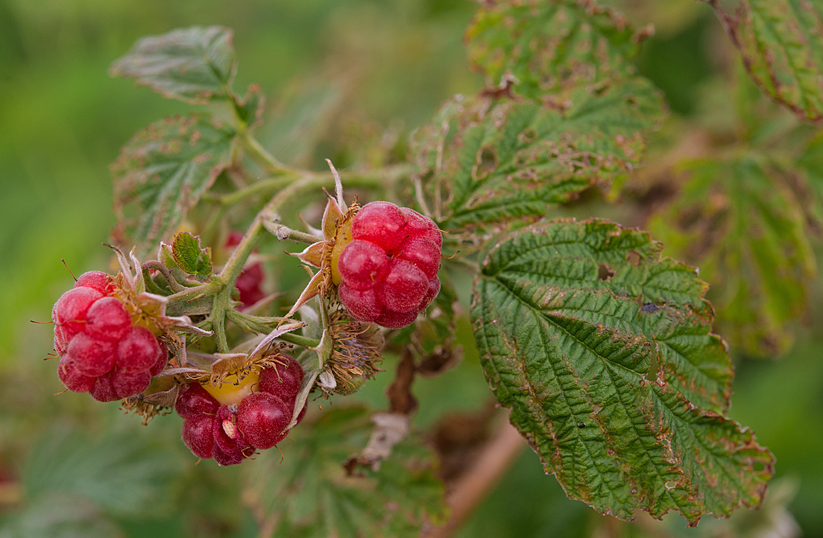 Himbeeren
