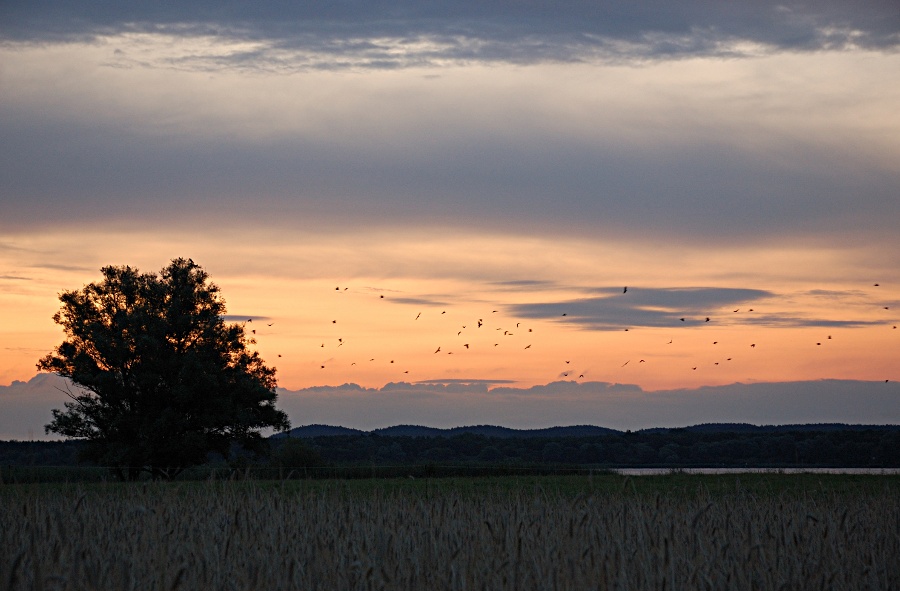 Himmel Vögel klein