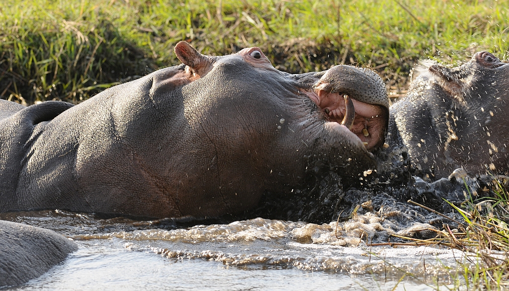 Hippo.jpg