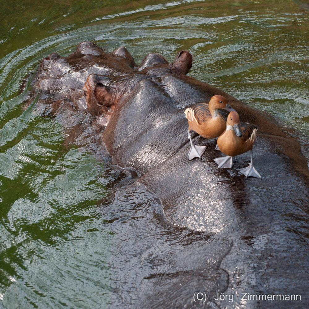 Hippo mit Enten