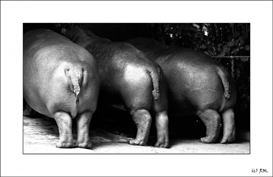Hippopopo
Zoo Köln