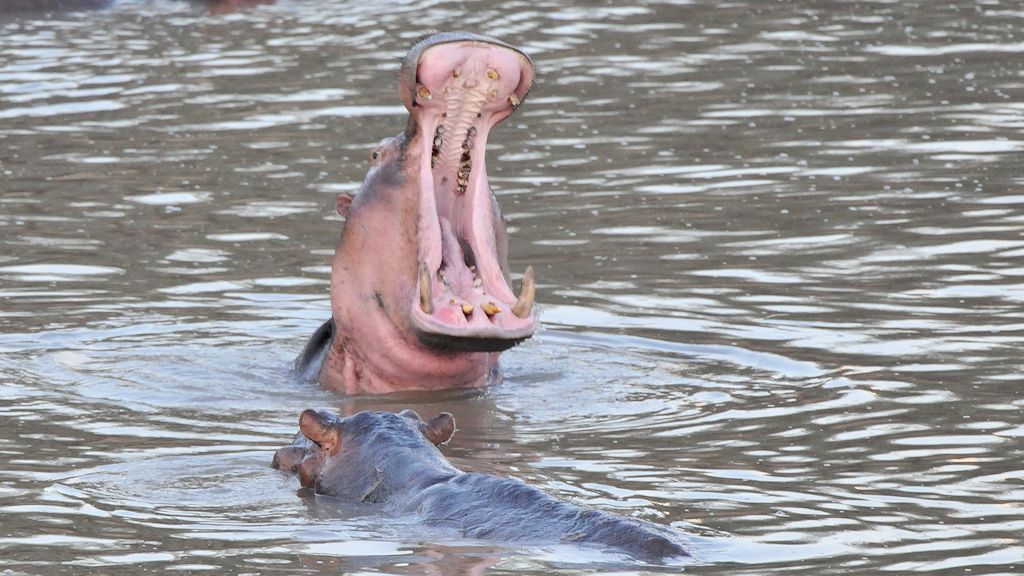Hippos 0196