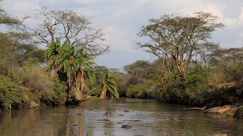 Hippos im künstlich aufgestauten Fluß
Seronera
1691