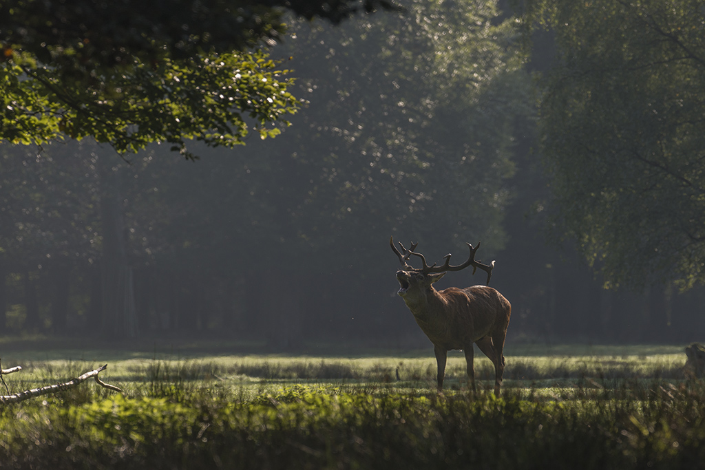 hirsch 01