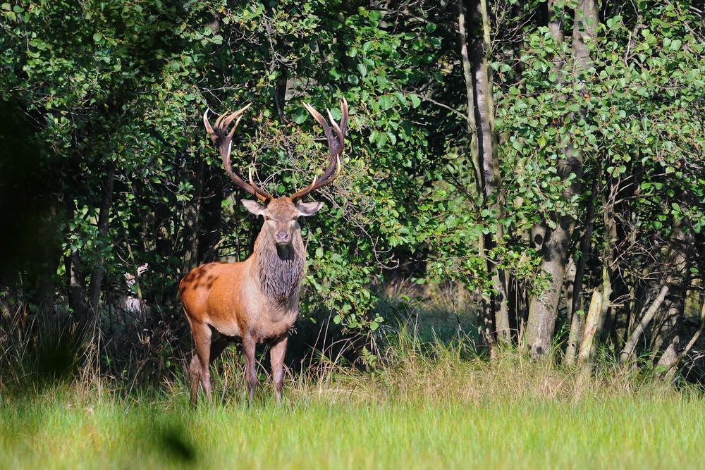 Hirsch 09.27 1
