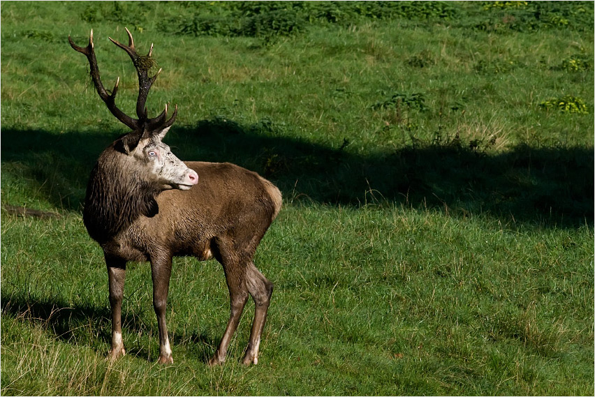 Hirsch 190909 5418Rkl