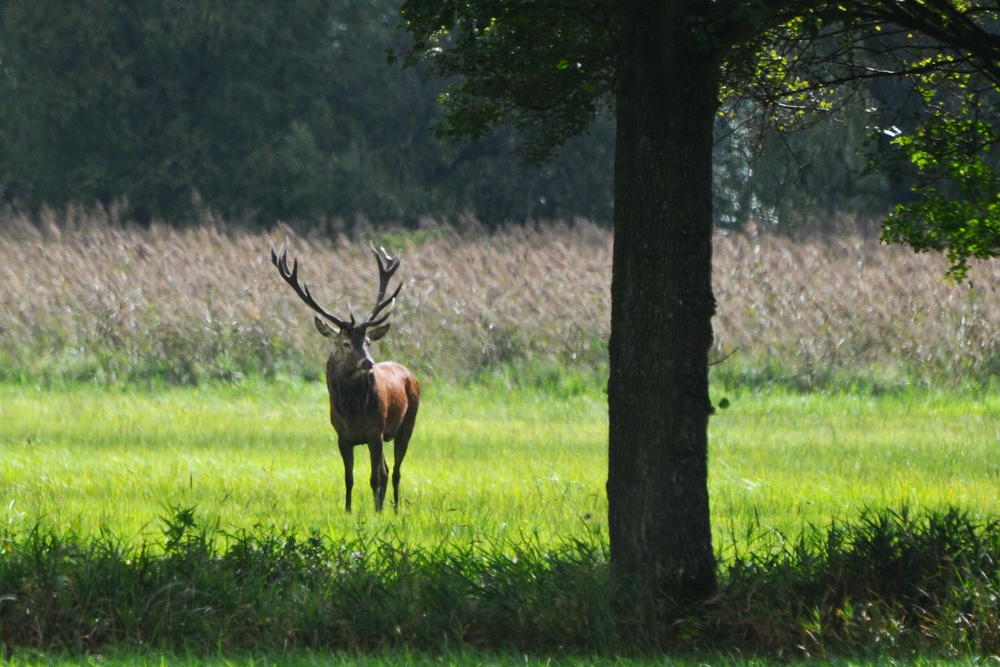 Hirsch 2013.1