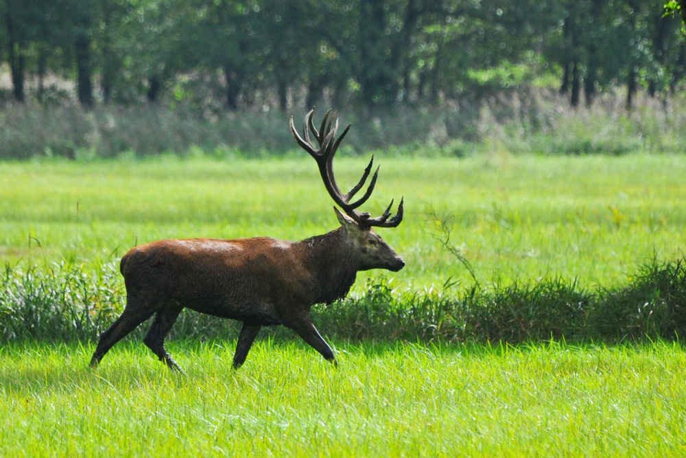 Hirsch 2013.3