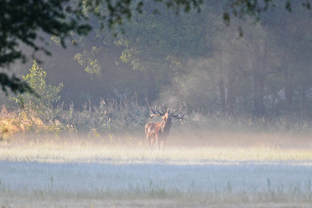 Hirsch 2014.08.26