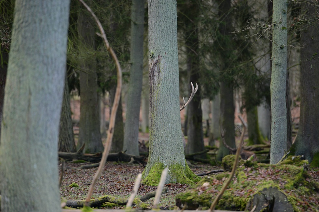 Hirsch versteckt