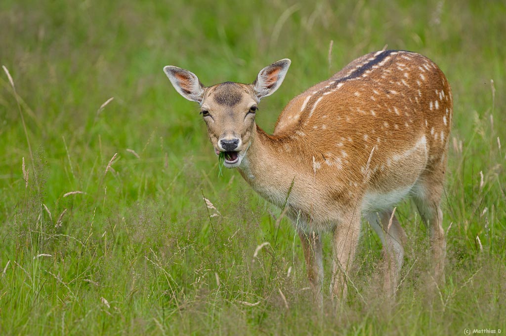 Hirsch