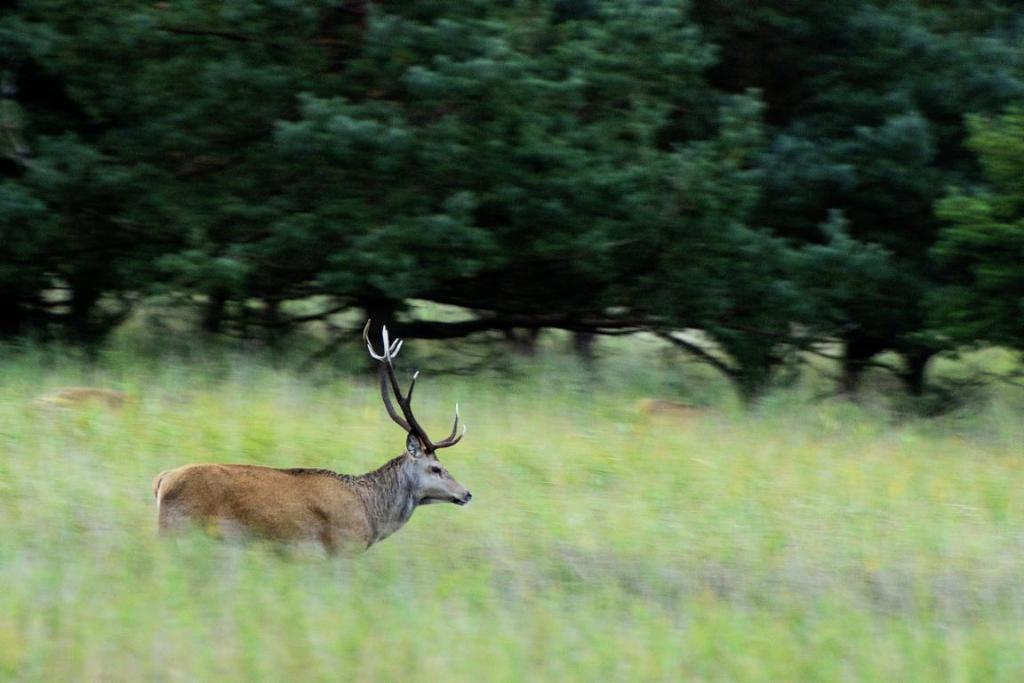 Hirsch