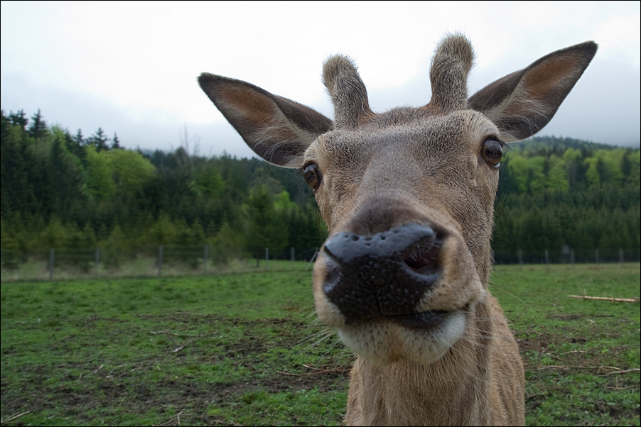 hirsch