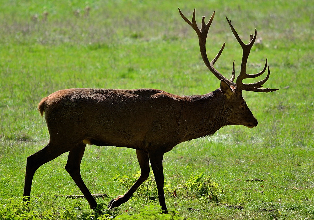 Hirsch02