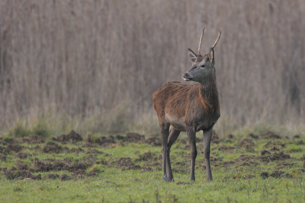 Hirsch0818b