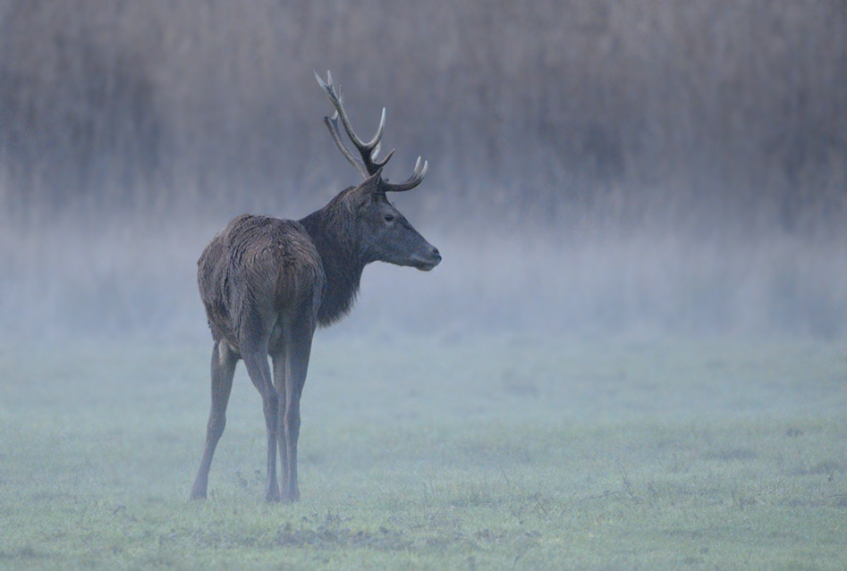 Hirsch0867