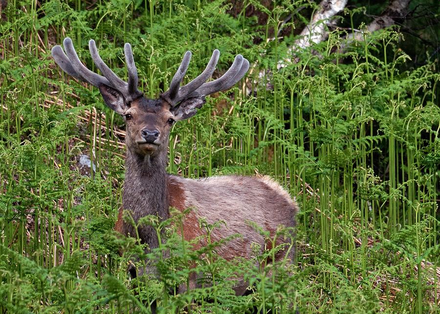 hirsch1