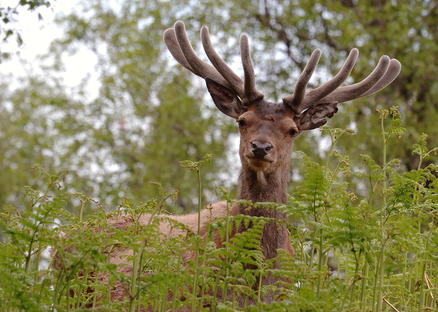 hirsch2