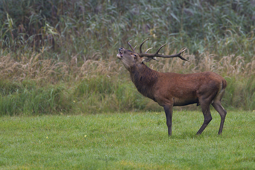 Hirsch3432nff