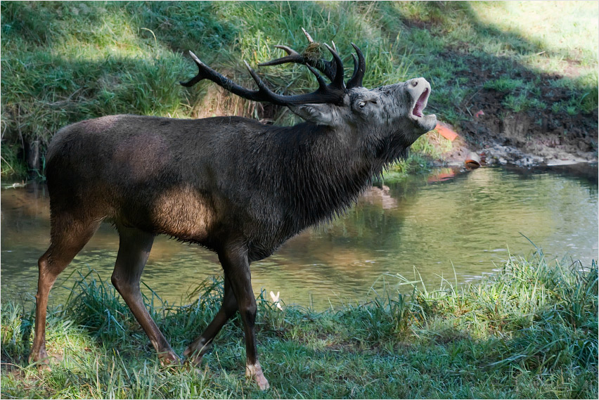 Hirschbrunft 190909 5530Rkla