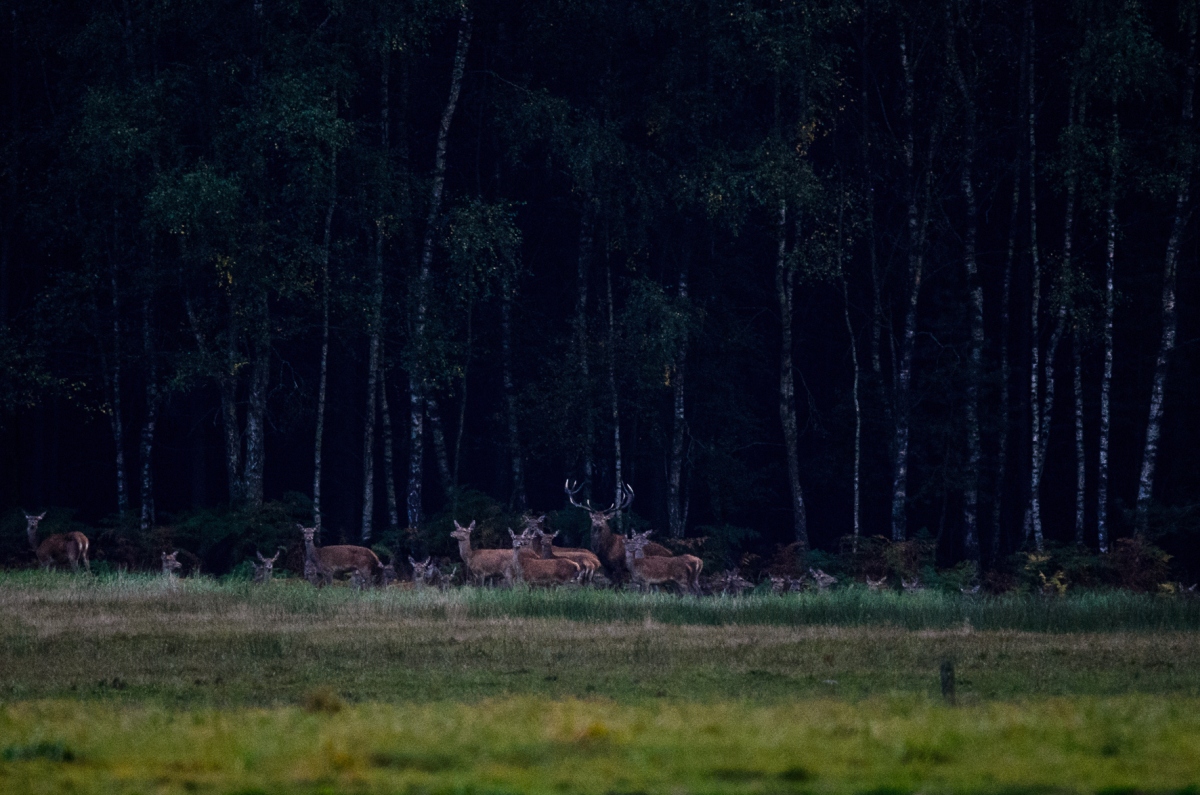 Hirsche, Lüneburger Heide