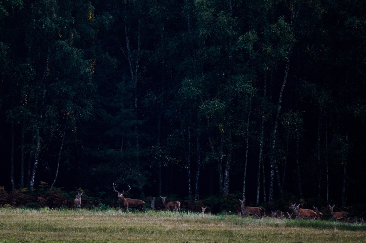 Hirsche, Lüneburger Heide