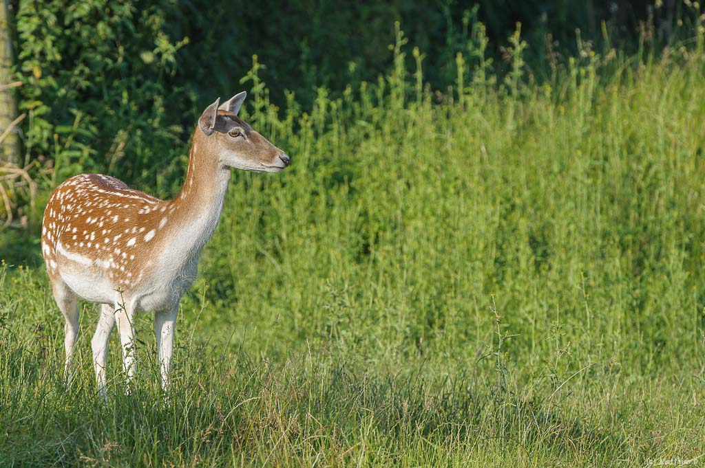 Hirsche
