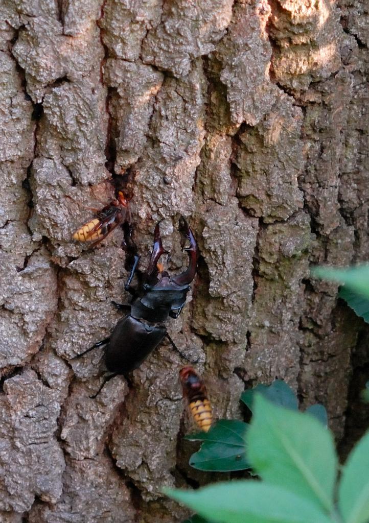 Hirschkäfer und Hornissen