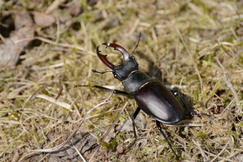 Hirschkaefer2