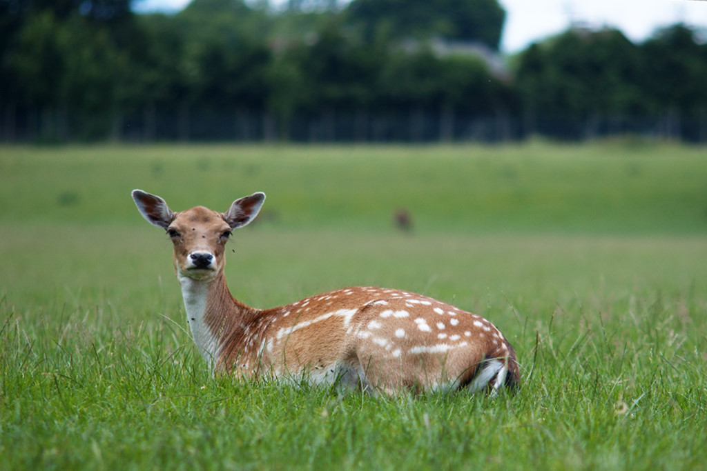Hirschkuh (Tierpark Rosegg)