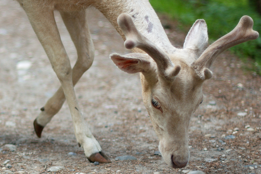Hirschuh weiss (Tierpark Rosegg)