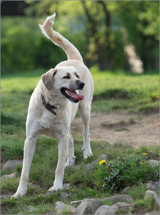 hirtenhund