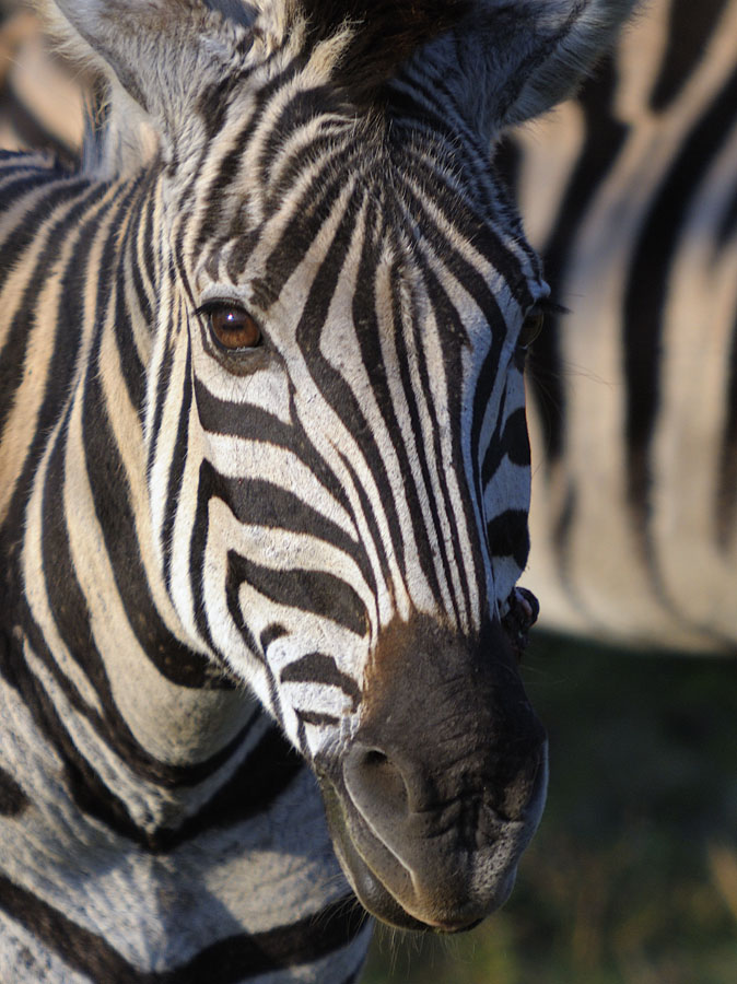 Hluhluwe Nationalpark Südafrika