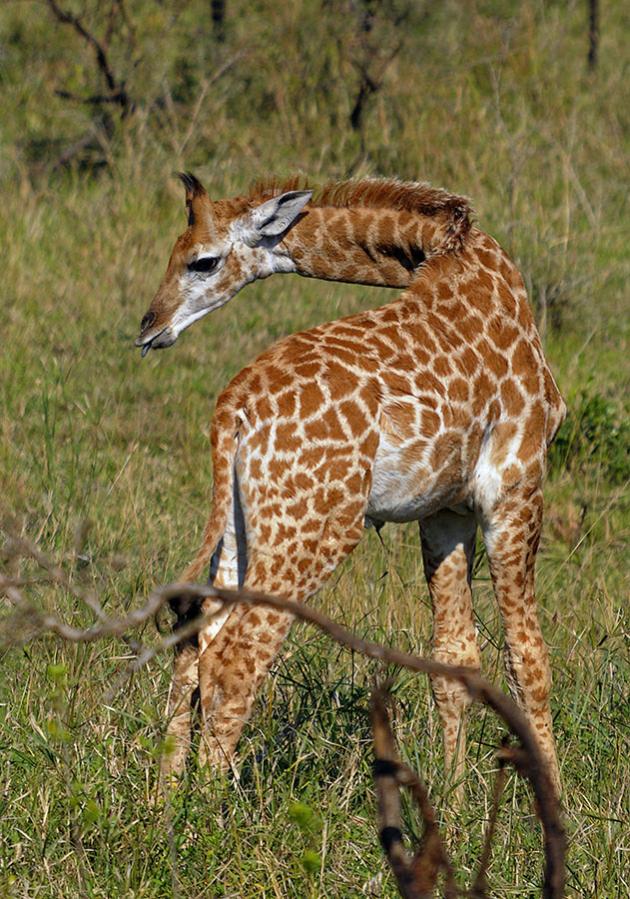 Hluhluwe Nationalpark Südafrika