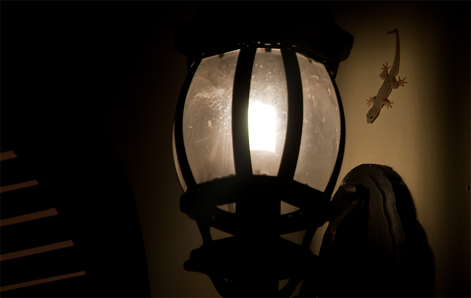 Ho Chi Minh Stadt
Saigon
Hotel
Majestic
Gecko
Nacht
Besuch