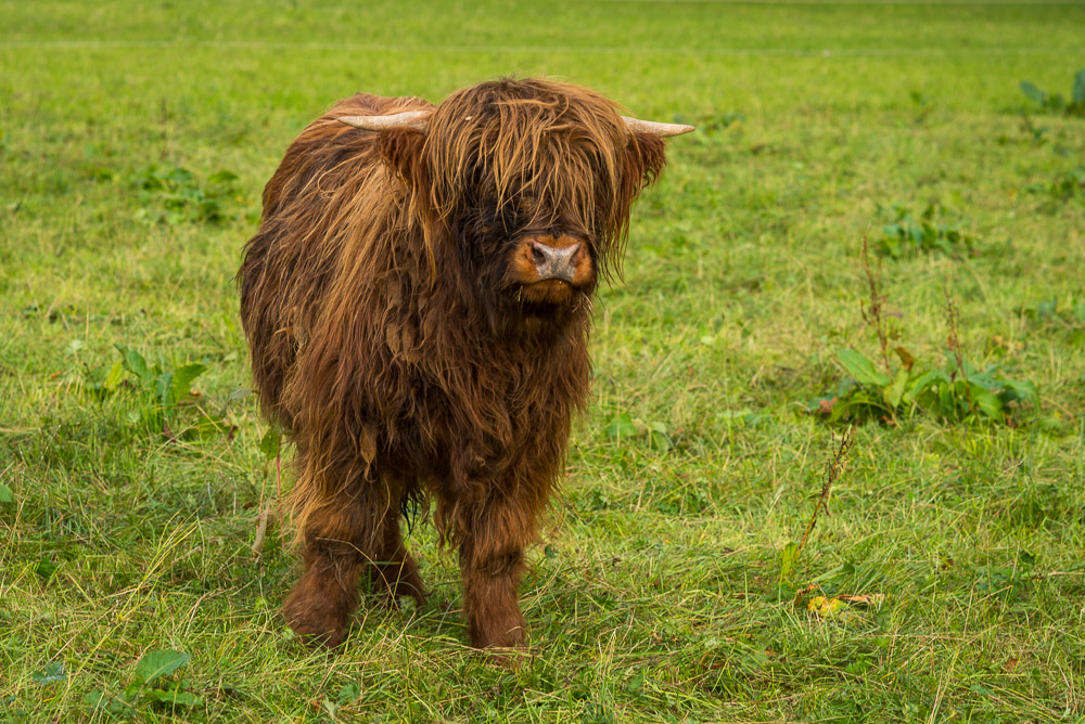 Hochlandrind Kalb
