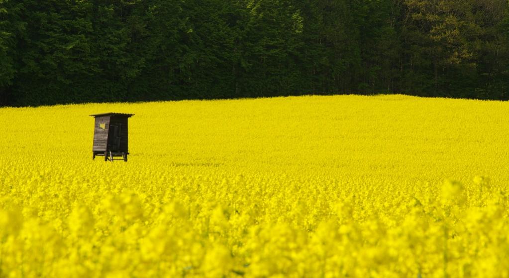 Hochstand im Rapsfeld