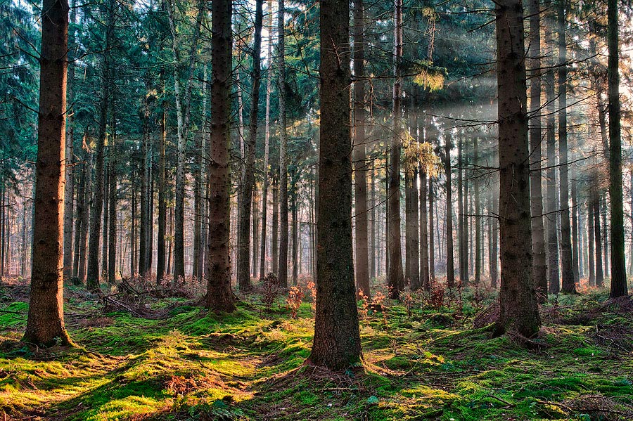 Hochwald 2