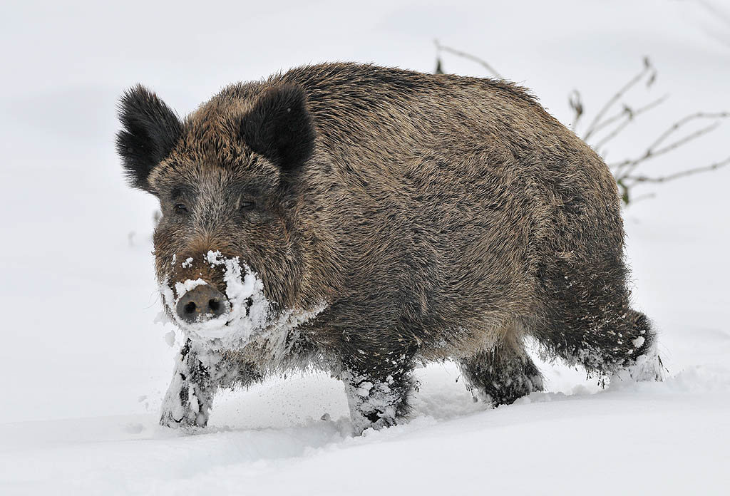 Hochwild  Dez. 2010 100