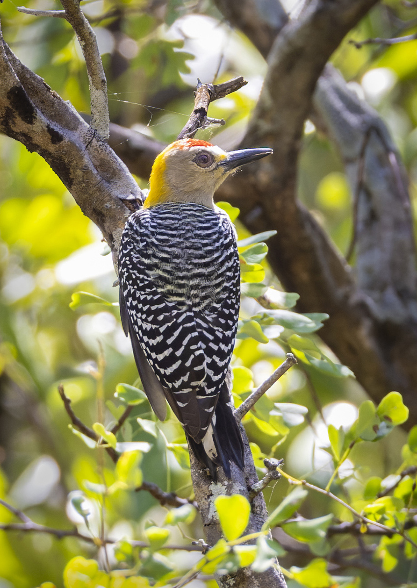 Hoffmanns Woodpecker.jpg
