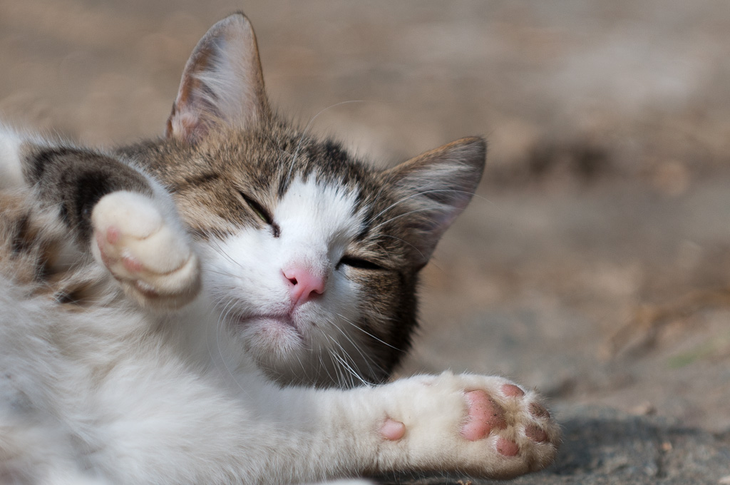 Hofkatze