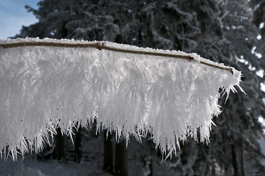 Hohe Wand Raureif Ast