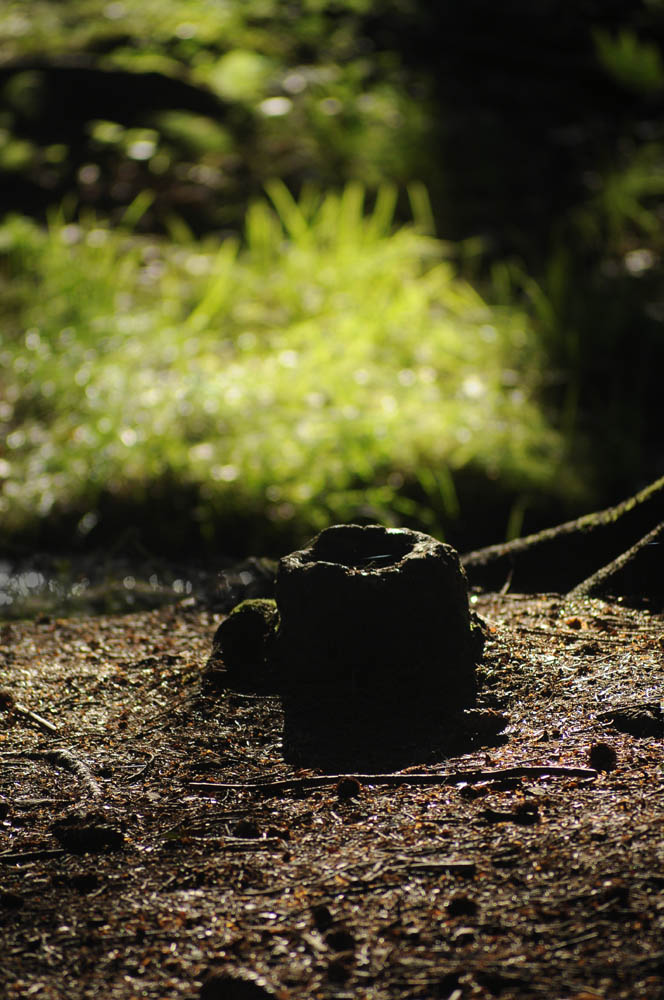 Hohler Baumstumpf am Bachlauf