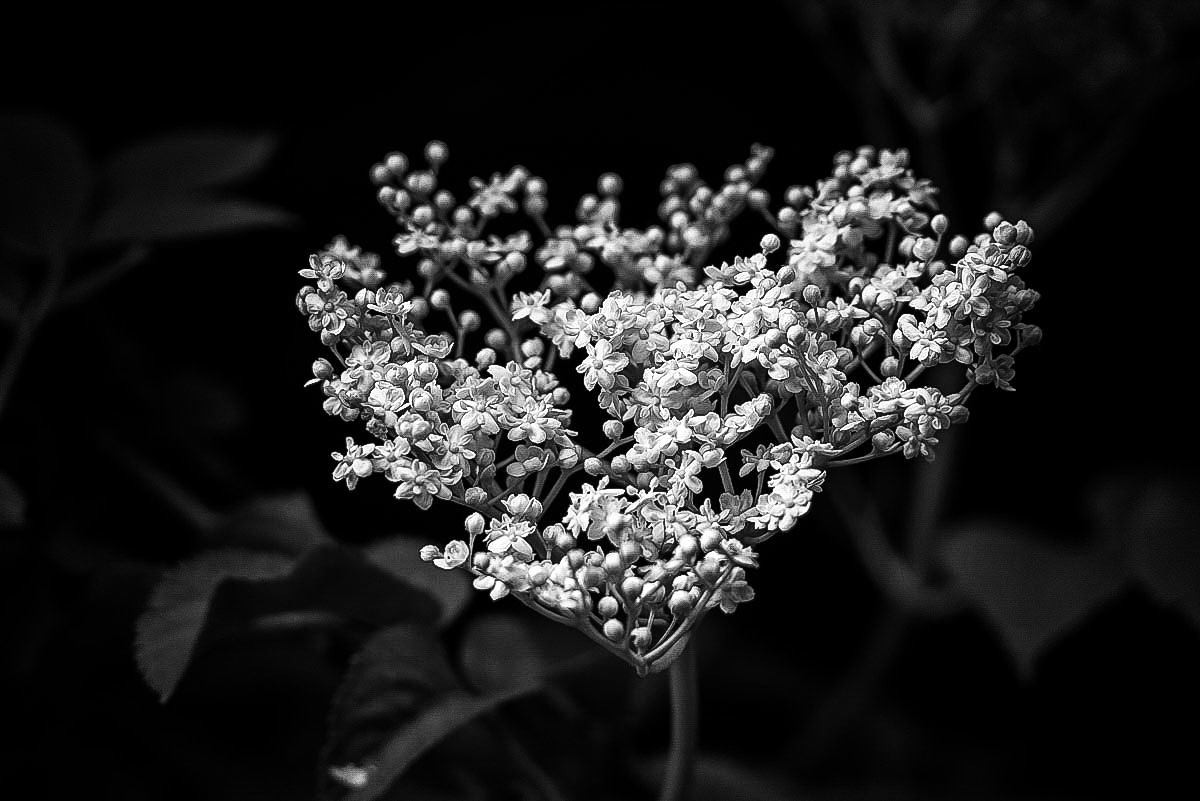 Holunderblüte (1 von 1).JPG