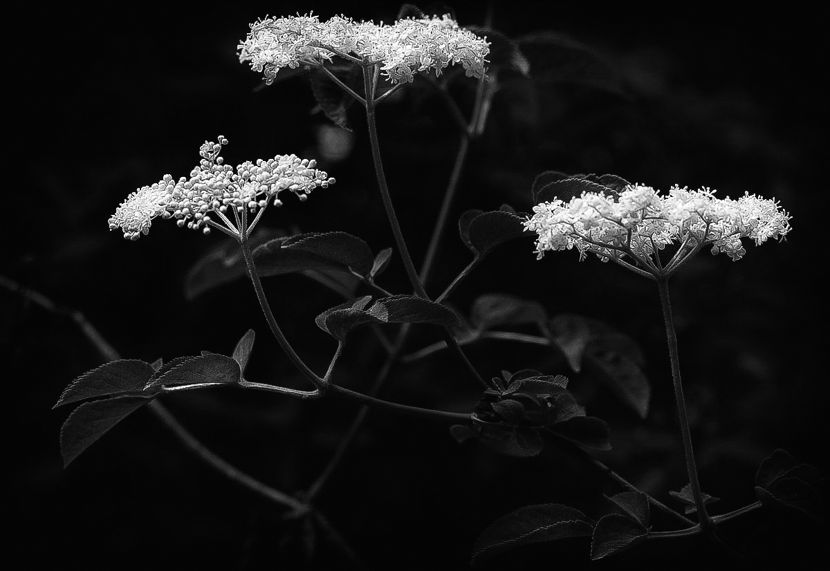 Holunderblüten BW.jpg