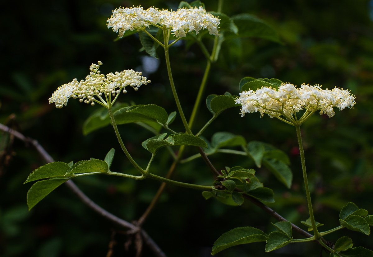 Holunderblüten.jpg